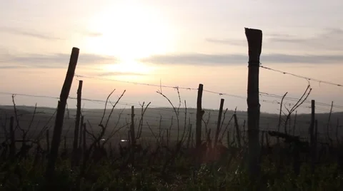 Wineyards in winter Stock Footage 47211865