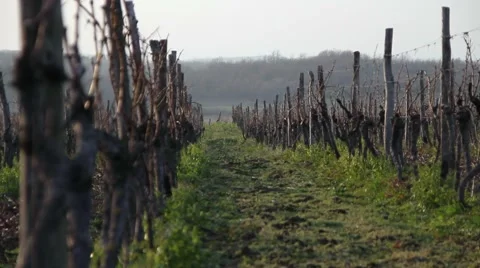 Wineyards in winter Video stock 47212231