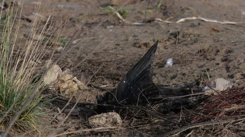 The wing and feathers of a dead crow flutter in a strong wind. Vídeo Stock 163626857