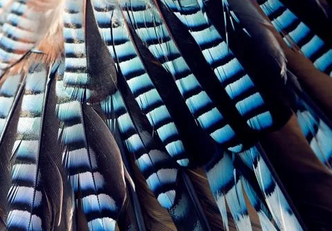 Wing background of Jay Stock Photos