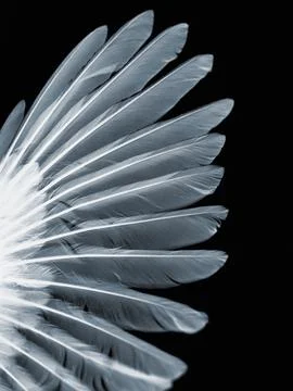 Wing of bird, x-ray effect Foto stock