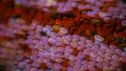 Wing of a butterfly Morpho texture background. Extreme microscopic macro. Detail Stock Footage 147348133
