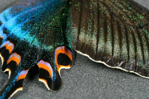 Wing of butterfly Stock Photos