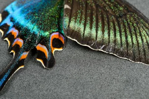 Wing of butterfly Stock Photos