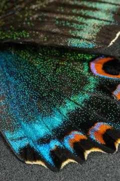 Wing of butterfly Stock Photos