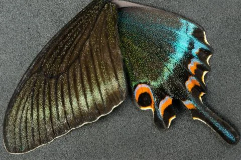 Wing of butterfly Stock Photos