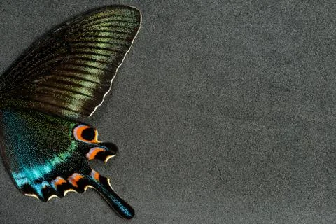 Wing of butterfly Stock Photos