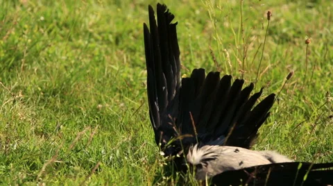 Wing dead birds Stock Footage 51556789