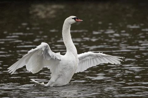 Wing display Stock-Fotos