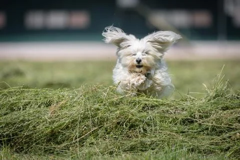 Wing ears Stock Photos