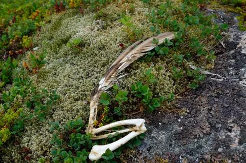 Wing feather and bone carcass Stock Photos