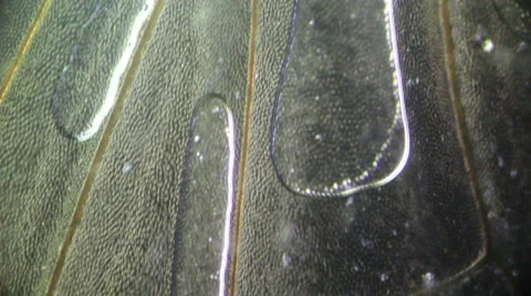 Wing Housefly Stock Footage 61186243