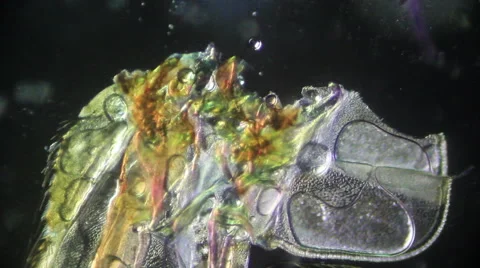 Wing Housefly Stock Footage 61186276