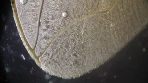 Wing Housefly Stock Footage 61186294