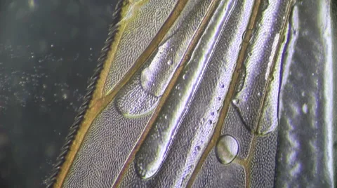 Wing Housefly Stock Footage 61186319