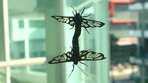 Connector Mating Stock Video Footage | Royalty Free Connector Mating ...