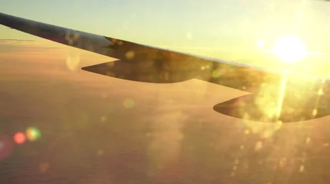 Wing in the morning sun Video stock 63500587