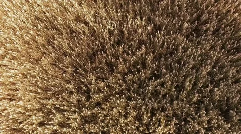 Wing Moving Through Wheat Field Stock Footage 69071082