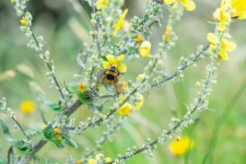 Wing pattern on bumble-bee as gathers pollen from yellow flower Stock Photos