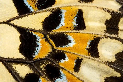 Wing Pattern of a Butterfly Foto stock
