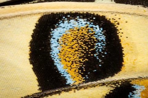 Wing Pattern of a Butterfly Foto stock