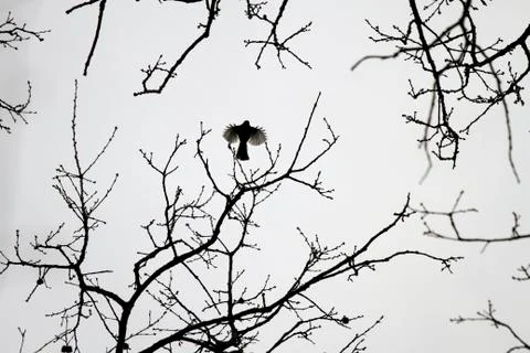 On the wing Stock Photos