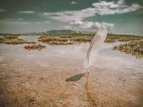 Wing in the shallow waters 写真素材