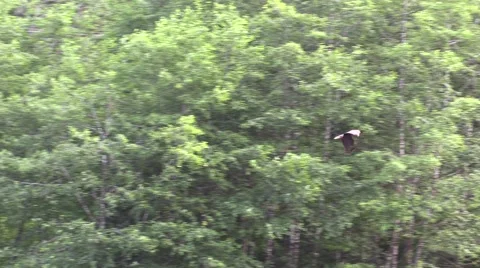 On the wing, Slow motion  Bald Eagle Stock Footage 56112470