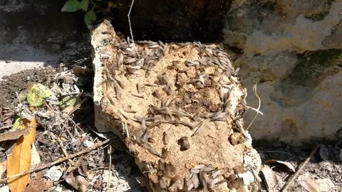 Wing of termites winged Stock Footage 111591623