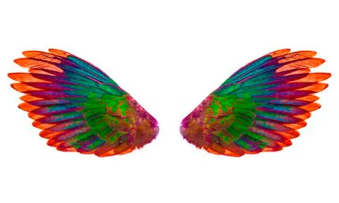 Wing on white Stock Photos