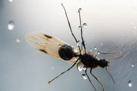 Winged Ant drinks water from rainfall in rainy weather close up Stock Photos