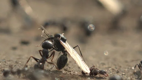 Winged Ant Queen Surrounded by Workers Before Nuptial Flight Macro Stock Footage 342088418