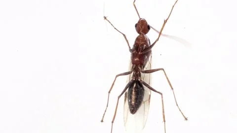 Winged ant standing on window glass Stock Footage 343938697