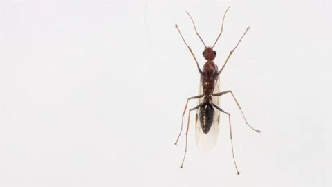 Winged ant standing on window glass Stock Footage 345040616