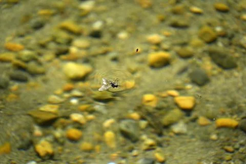 Winged Ant Trapped on Water Surface in Patagonian Stream Stock Photos