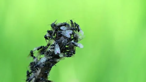 Winged ants, also known as alates Video stock 295384993