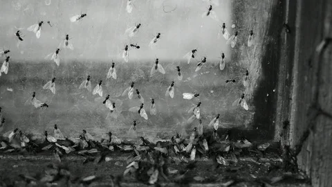 Winged ants crawl on glass, fall Stock Footage 117597126