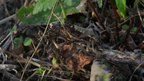 Winged ants Stockbeeldmateriaal 168025865