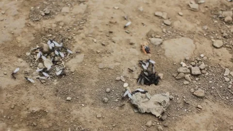 Winged ants hovering near their underground nest entrance Stock Footage 287040561