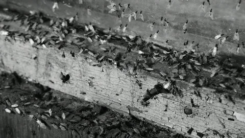 Winged ants on an old window, close-up, black and white Stock Footage 116602967