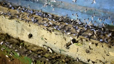 Winged ants on an old window, close-up Stock Footage 116602975