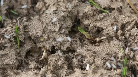 Winged ants scurrying around on the surface of the anthill Stock Footage 61345103