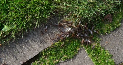 The winged ants swarm. Stock Footage 137969757