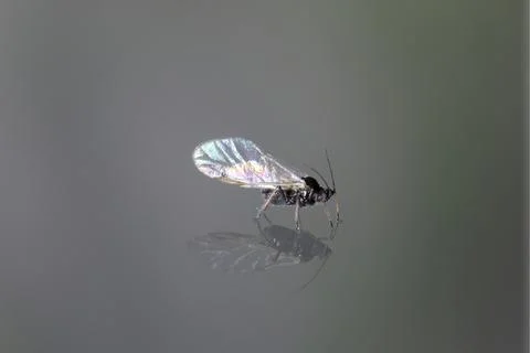 Winged Aphid on Reflective Surface with Iridescent Wings Stock Photos