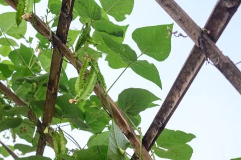 Winged bean on bamboo structure. Stock Photos