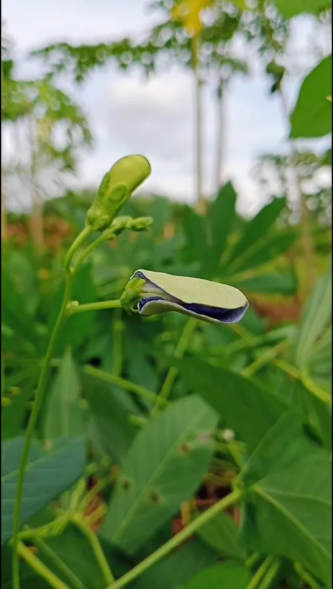 Winged Bean Flower Bud in Tropical Garden Close Up Stock Footage 331552502