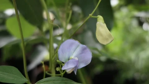Winged bean flowers blown by the wind Stock Footage 272310994