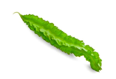 Winged Bean isolated on white background Stock Photos