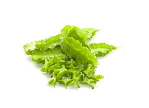 Winged bean an isolated on white background Stock Photos
