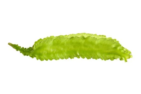 Winged bean isolated on white. Stock Photos